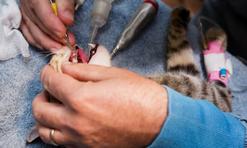 Cat Having Its Teeth Examined and Treated