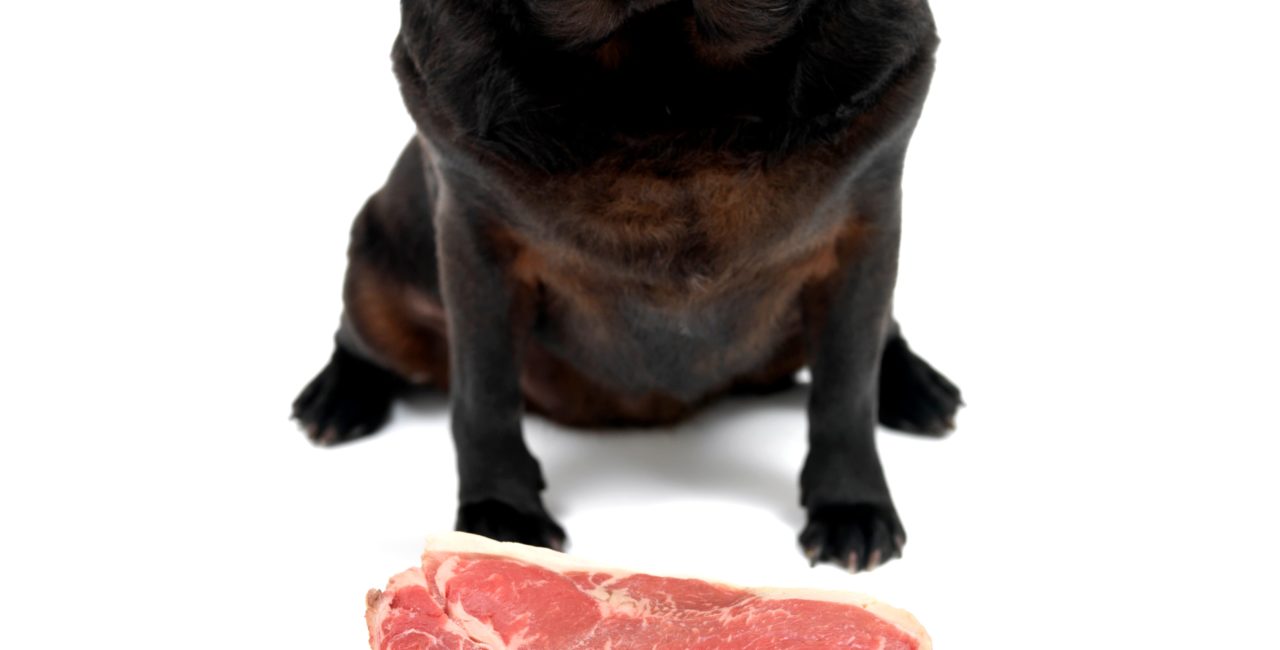 A black pug sitting in front of a raw steak in a food bowl