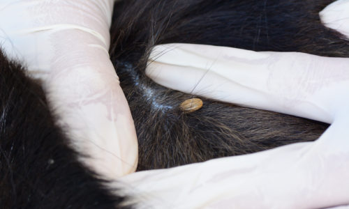An adult tick on dog fur