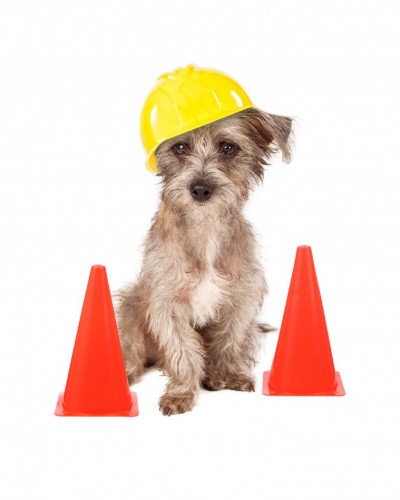 A dog sitting in front of construction cones wearing a yellow hard hat