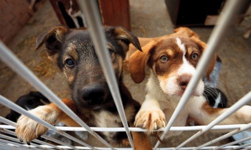 Two puppies standing up against a fence
