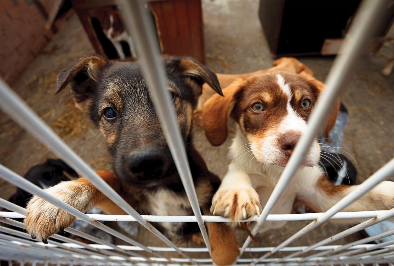 Two puppies standing up against a fence