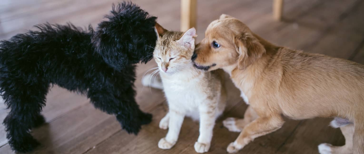 Two puppies sniffing a cat