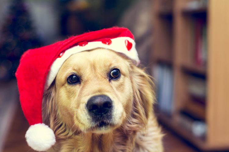 Dog wearing a Santa hat