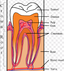 Diagram of a feline tooth