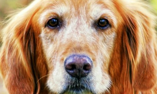 senior-dog-care