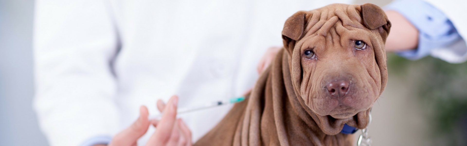 puppy-vaccination