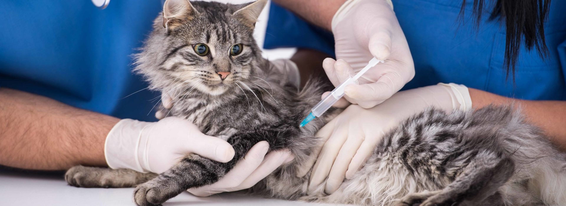 cat-vaccination