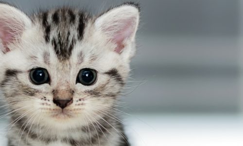 kitten-vaccination