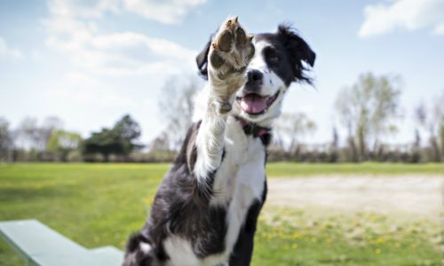 Dog raising its right paw in the air