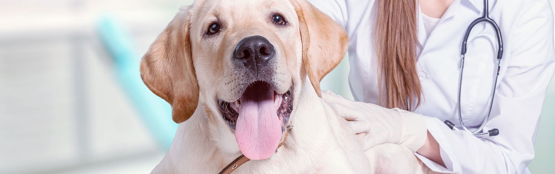 Lying dog sticking its tongue out and a veterinarian sitting behind