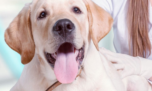 Lying dog sticking its tongue out and a veterinarian sitting behind