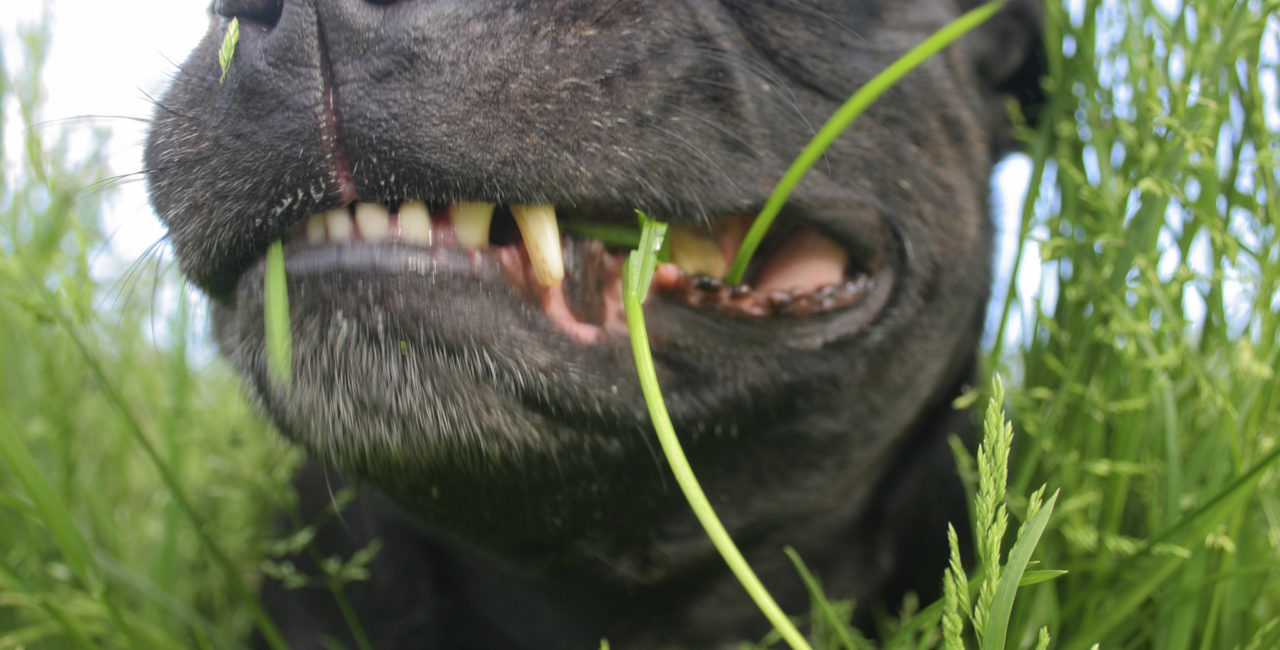 Close up of dog closing its eyes and lying in grass