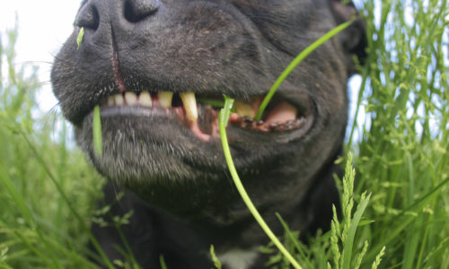 Close up of dog closing its eyes and lying in grass