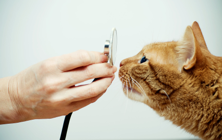 Hand holding a stethoscope in front of a cat