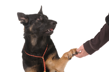 A dog shaking the hand of a person