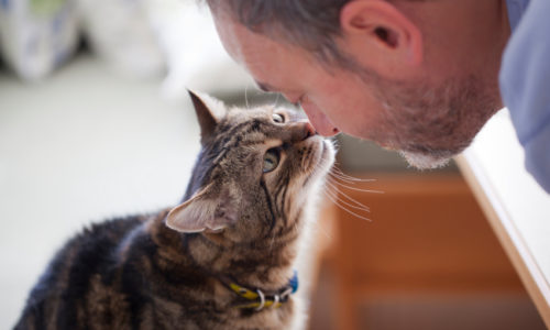 Cat sniffing a man