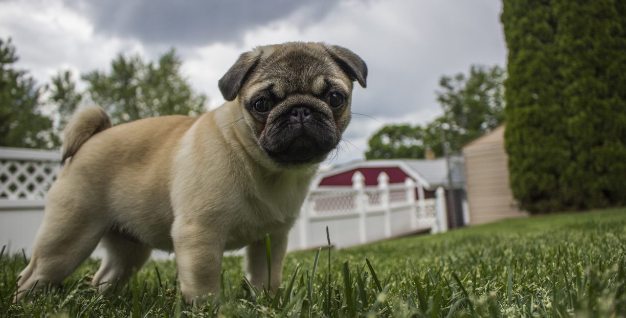 Pug puppy standing on grass