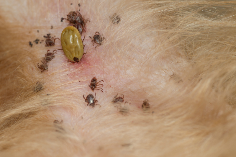 Getting to Know Ticks