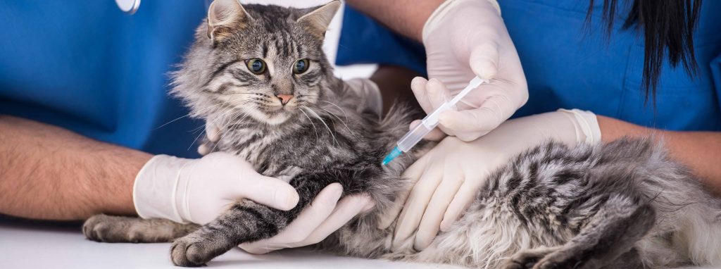Cat Vaccinations Cumberland Veterinary Clinic